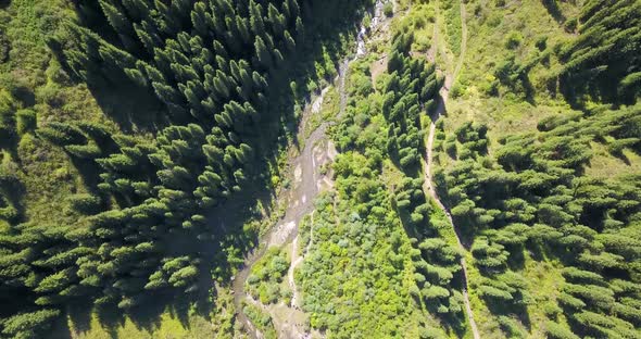 View of the Forest and Gorge From Above.