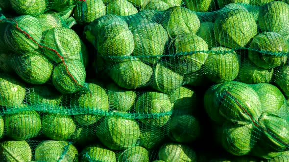 Cabbage harvest. Wholesale market business selling food.