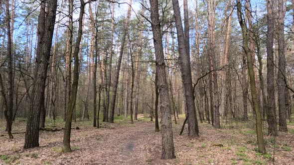 Small Road in the Forest During the Day