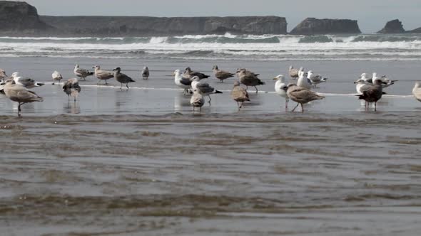 Western Seagull's, both male and female, bathing in a fresh water river as it flows into the Pacific