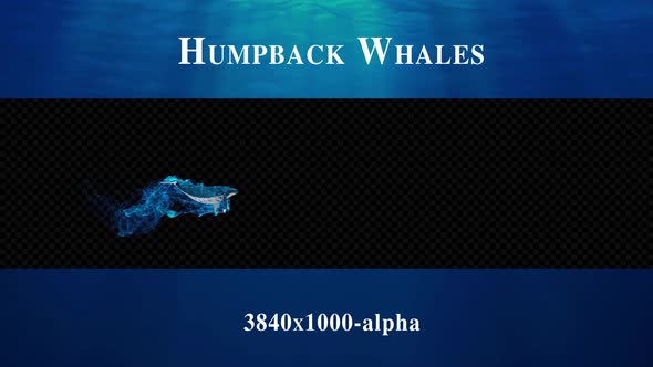 Humpback Whales Particle Flow 02