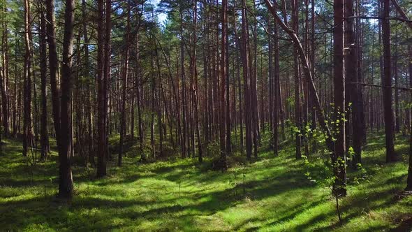 Wild pine forest with green moss under the trees, slow aerial shot moving low between trees on a sun