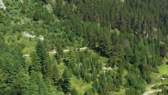 Flight Over Pine Forest