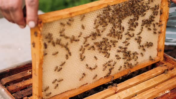 Colony of Bees Crawling on the Beehive Frame with Honeycomb Honey