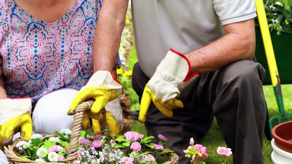 Smiling senior couple gardening together in garden