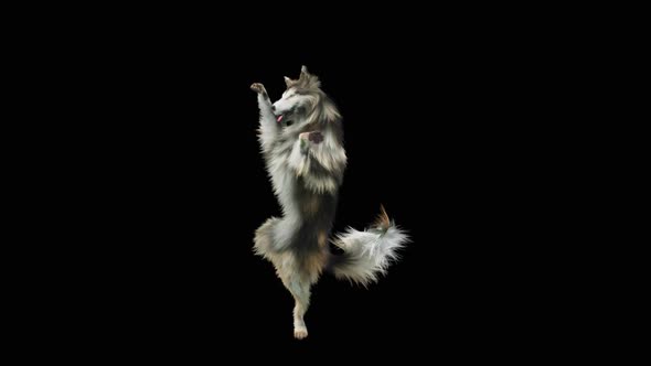 Dog Dance HD