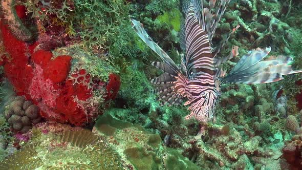 Beautiful Lionfish on full display