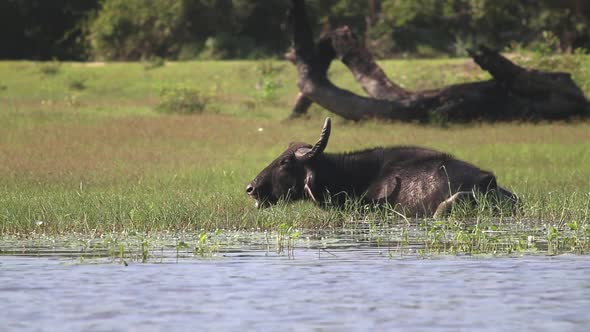 Water buffalo sits still in a grassy marsh