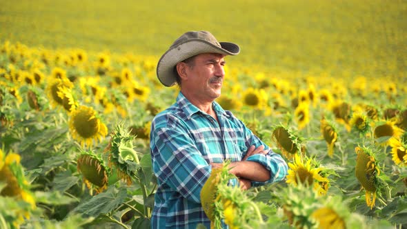 Senior Farmer Standing in Sunflower Field Examining Crop at Sunset