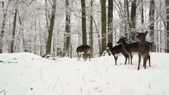 Four fallow deer lost in falling snow in a winter forest,Czechia.