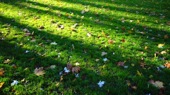 Fallen leaves in the autumn park.