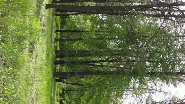 Vertical Video of a Forest with Pine Trees