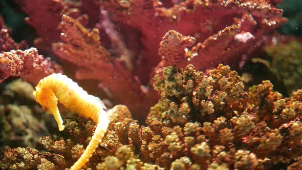 Seahorse Amidst Corals in Aquarium. Closeup Yellow Seahorse Swimming Near Wonderful Corals in Clean