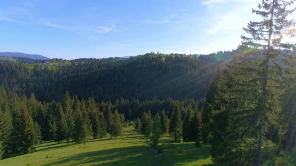 Aerial Shot of Green Forest