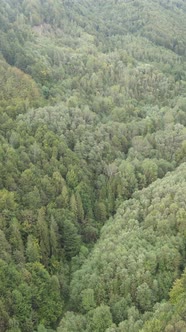 Aerial View of Trees in the Forest