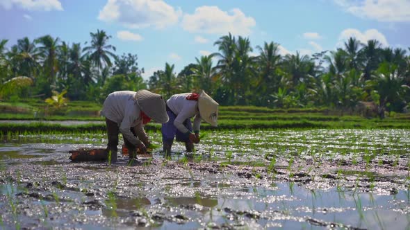 Slowmotion Steadicam Shot of Two Undefined Women Planting Rice Seedlings on a Big Field Surrounded