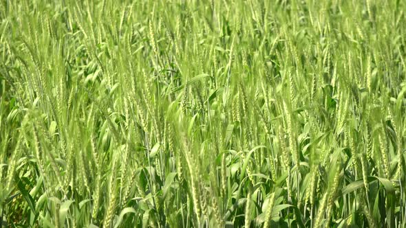 Green Barley Field