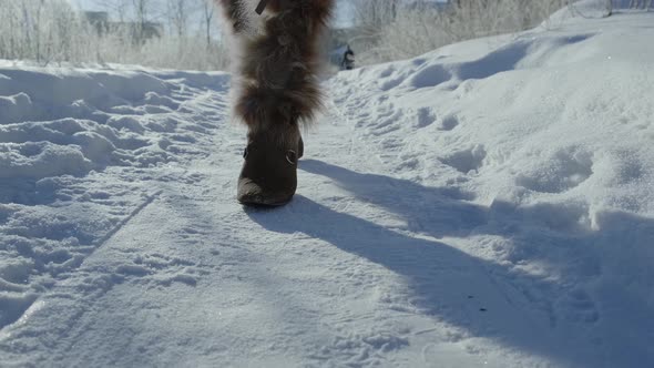 A Walk on Snow Floor with Sunlight