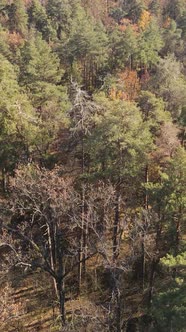 Vertical Video of a Beautiful Forest in the Afternoon Aerial View