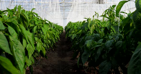 Peppers in a Greenhouse