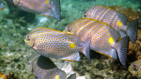 Underwater Video of Golden Rabbitfish or Siganus Guttatus School in Coral Reef of Thailand