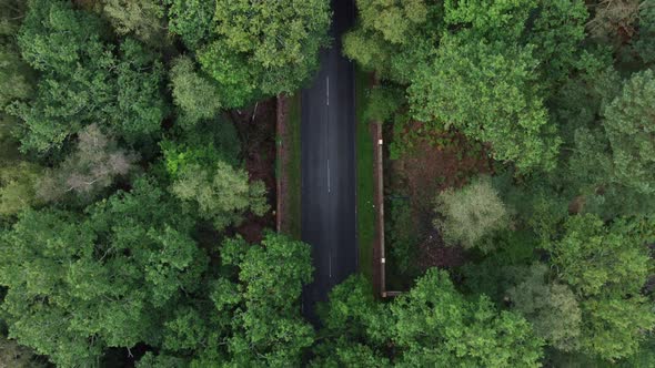 White cars driving on overgrown forested country road, overhead drone