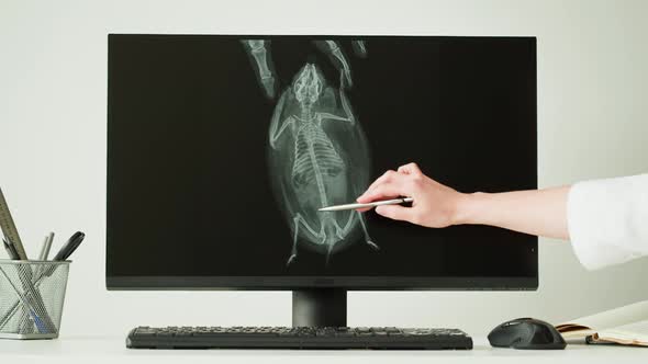 Doctor Veterinarian Examining Hedgehog Skeleton Roentgen on Computer Monitor