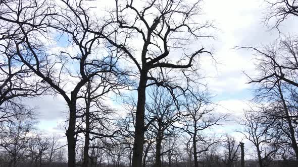 Forest with Trees Without Leaves During the Day