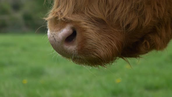 Close-up Of A Scottish Highland Cow Muzzle Looking Away In Slow-motion On The Green Meadow Of Irish