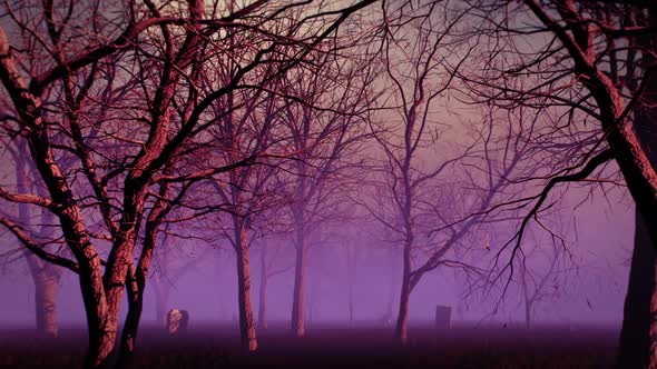 Purple Fog Forest