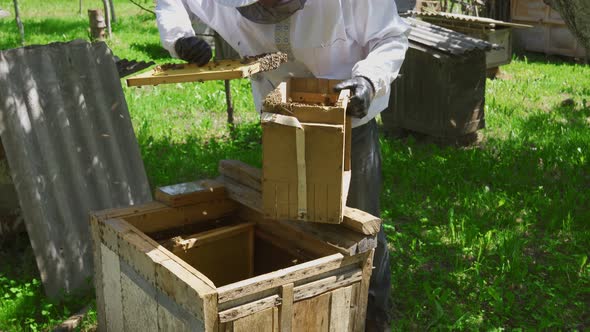 Male Beekeeper Examinating Frame with Bees