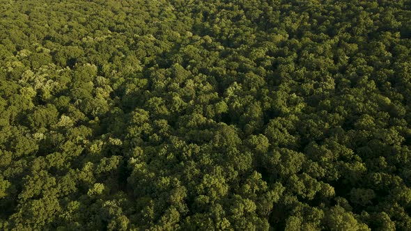 Aerial View of Beautiful Footage of Tropical Rainforest in Amazon