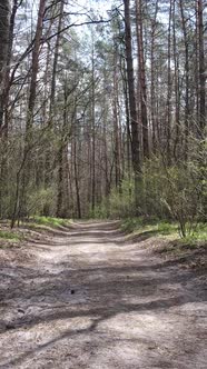 Vertical Video of a Road in the Forest Slow Motion