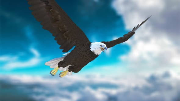 Bald Eagle flying from 4 different angles - 2K
