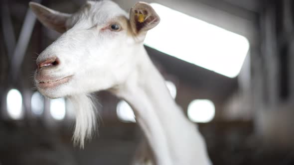 Curios White Goat Looking Around Standing in Stable and Leaving Behind Wooden Fence in Slow Motion