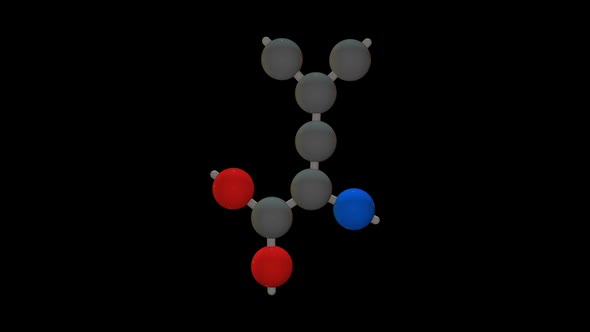 L-leucine - Amino acid model