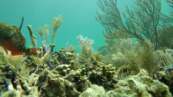 Colorful Seabed on the Coral Reef in the Caribbean Sea