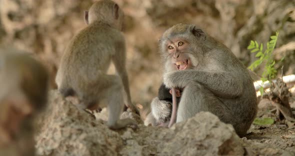 Monkey Grins Teeth to Protect Her Baby Bali Indonesia