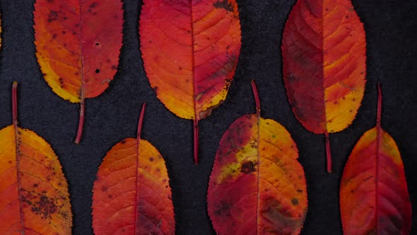 Minimalistic Composition with Autumn Colorful Cherry Leaves Lying in a Row on a Black Background
