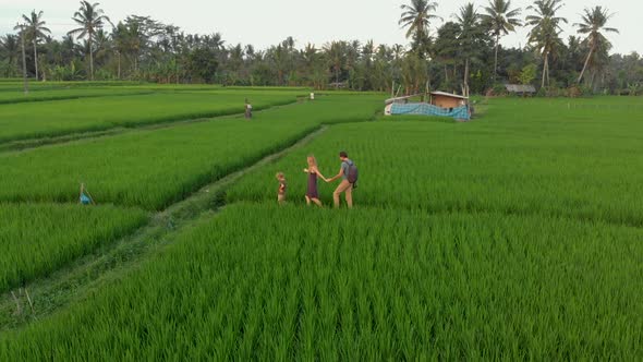 Aerial Shot of a Happy Family Tourists Walking Though a Marvelous Rice Field and Meeting the Sunset