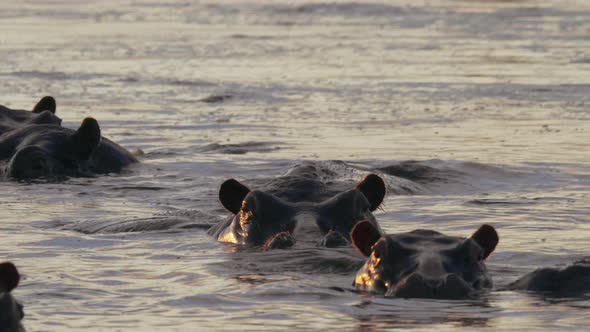 A Herd Of Hippopotamus Swimming In The Dirty Lake Water In Botswana - Closeup Shot