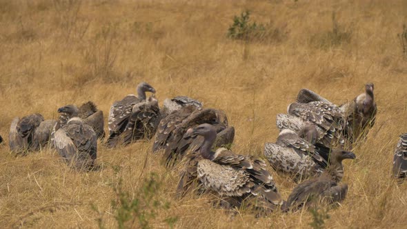 Ruppells vultures in Maasai Mara National Reserve