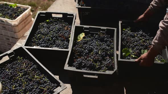 Harvest of Grape for Red Wine at Wine Factory,