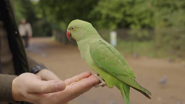 Green Parrot in London Flying in the Park and Sitting on a Hand