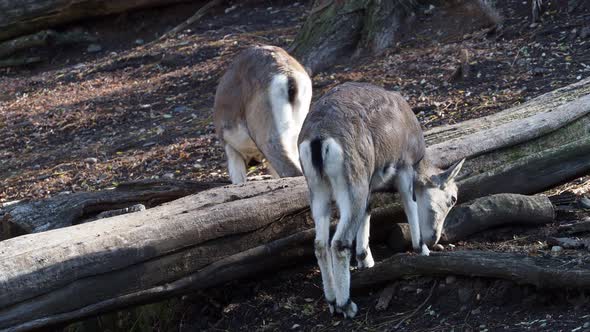 Bharal or Himalayan blue sheep or naur (Pseudois nayaur)