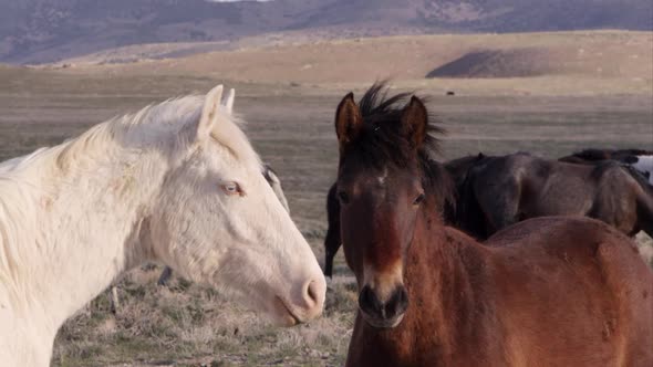 Up close view of two wild horses standing nose to nose.