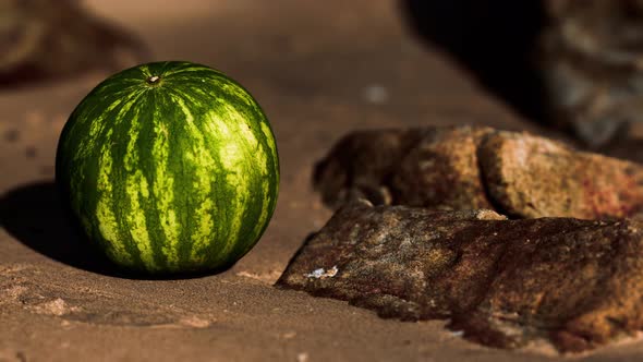 Big and Juicy Watermelon on the Beach Sand