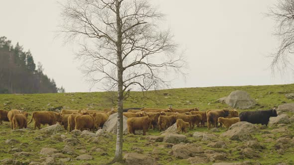 A herd of highland cattle graze in a green pasture. Norway.