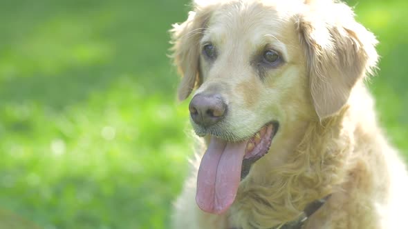 Golden Retriever Dog Standing In Summer Close