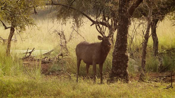 Sambar Rusa Unicolor Is a Large Deer Native To the Indian Subcontinent, South China